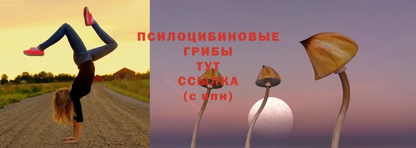 ешки Аркадак